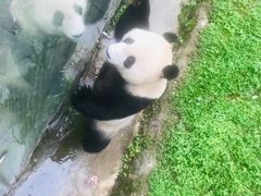 -都江堰中华大熊猫苑