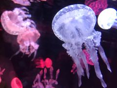 -烟台海昌鲸鲨海洋公园