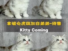 -小猫来了·猫舍(红山六九七九店)