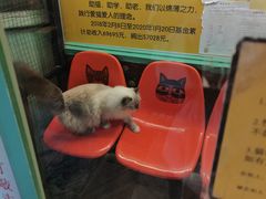 -猫咪博物馆(顶澳仔猫街店)