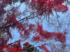 -秋霞圃