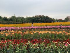 -荷兰花海