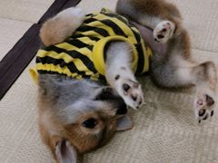-逗柴咖啡屋·狗咖猫咖宠物桌游