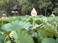 -莲池书院博物馆