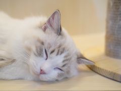 -momokira米努特·德文卷毛猫·棉花面纱犬