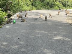 -姑婆山旅游区