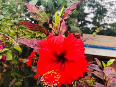 -北海金海湾红树林生态旅游区