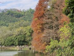 -深圳仙湖植物园