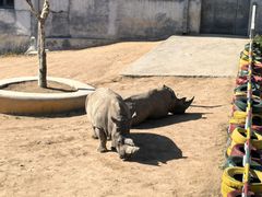 -西霞口神雕山野生动物世界