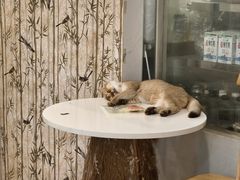 -楼上猫咖(罗湖店)