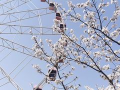 -顾村公园