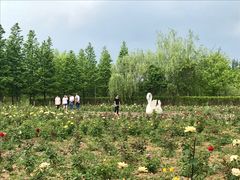 -杭州湾海上花田景区