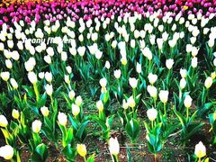 -长春公园(普阳街道)