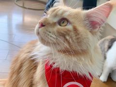 -1013 PET SHOP精品宠物商店(丁香店)
