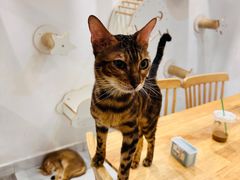 -楼上猫咖(罗湖店)