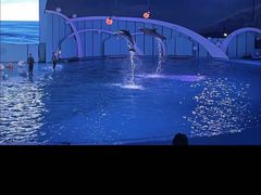 -海合安青岛极地海洋公园