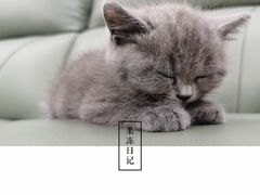 -欣宠猫屋·矮脚拿破仑·蓝金金渐层