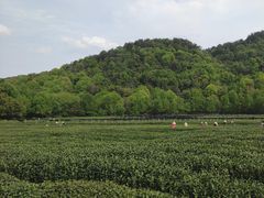 -中国茶叶博物馆(双峰馆区)