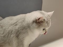 -滚猫咖啡·猫咖·猫友好撸猫(未来城店)