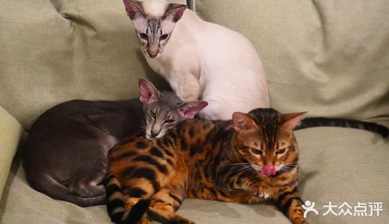 猫咖还能打桌游，这也太治愈了 
