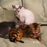 猫咖还能打桌游，这也太治愈了 