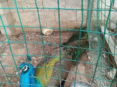 -柞水乾佑红门家菜