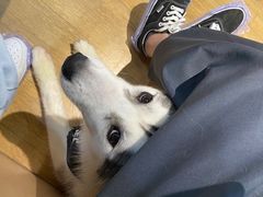 -Husky Go! 哈士奇体验馆·宠物咖啡厅狗咖