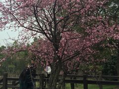 -世纪公园-1号门停车场