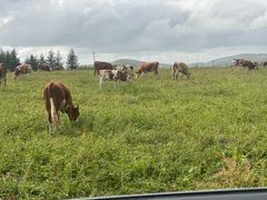 -塞罕坝国家级自然保护区