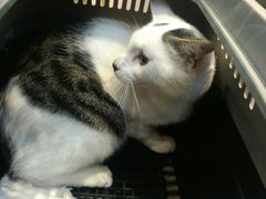 -关爱宠物医院·猫科中心·消化科(滨湖万达分院)