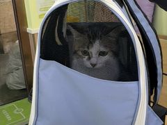 -瑞鹏宠物医院·宠保定点·心脏科·内科(御桥分院)