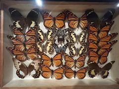 -墨尔本博物馆(Melbourne Museum)