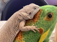 -FAIRYLAND龙族星球主题餐厅(凯丹广场店)