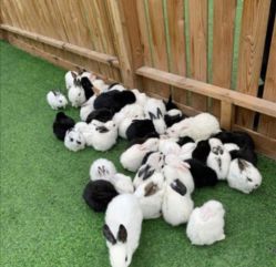 -萌宠亲子动物乐园(槐房万达店)