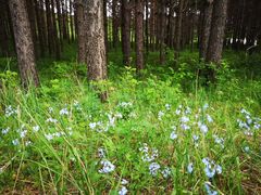 -塞罕坝国家级自然保护区