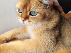 -飞行喵MR PILOT|猫舍·猫咖(静安大融城店)