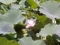 -莲湖公园