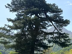 -秦岭终南山世界地质公园翠华山景区