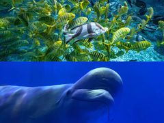 -海合安青岛极地海洋公园