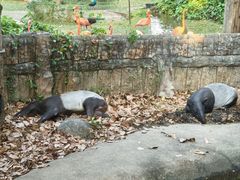 -清迈夜间动物园