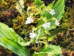 -国家植物园南园