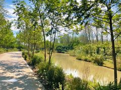 -合肥滨湖国家森林公园