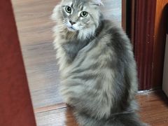 -楼上猫咖(罗湖店)