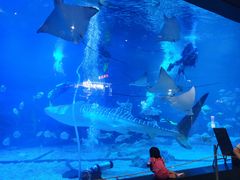 -烟台海昌鲸鲨海洋公园