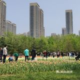 郁金香
