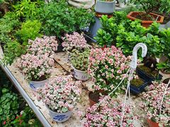 -金陵花卉交易市场