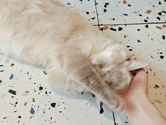 -喵喵咪呀布偶猫咖(春熙路店)