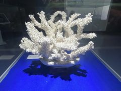 -贝壳王国博物馆