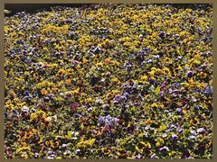 -人民公园-相亲角