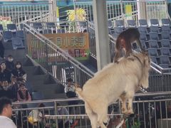 -泉州海丝野生动物世界